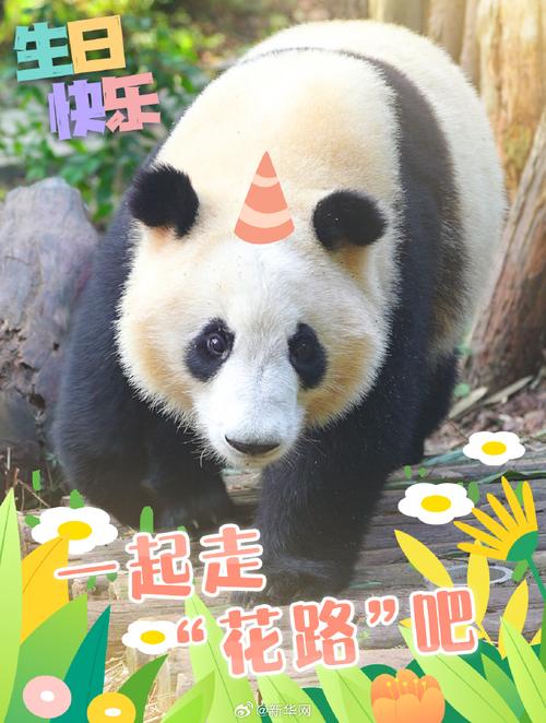 今天是我生日，路过的朋友，能给我提个建议和留下祝福吗遇到野生大熊猫遇野生大熊猫求让路