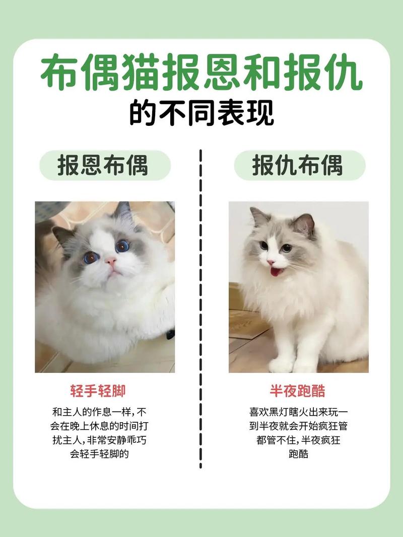 养猫前需要做哪些准备母亲送走女儿布偶猫怎么办家长不喜欢猫，后来会喜欢吗 电视