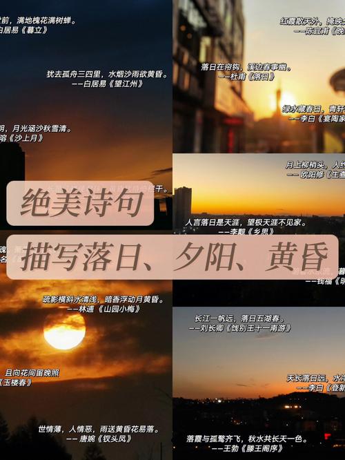 描写夕阳与候鸟的诗句鸽子为什么在两个地方来回飞来飞去 屏幕